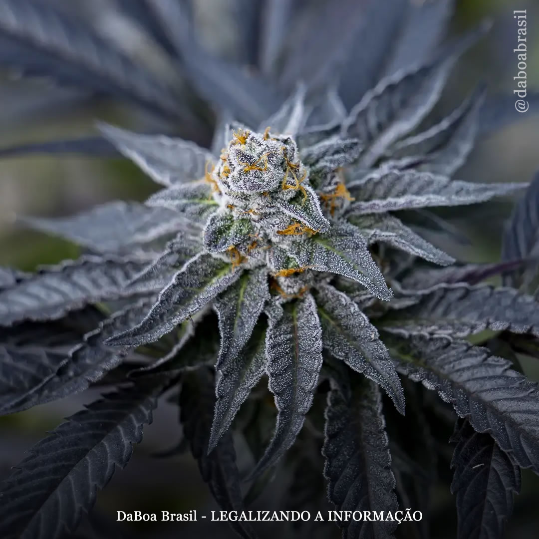 A maconha pode ajudar no tratamento de enxaquecas, diz novo estudo