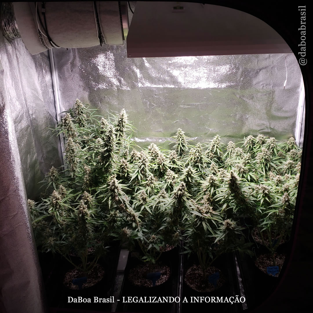 Dicas de cultivo: como plantar sementes de maconha automáticas no cultivo indoor