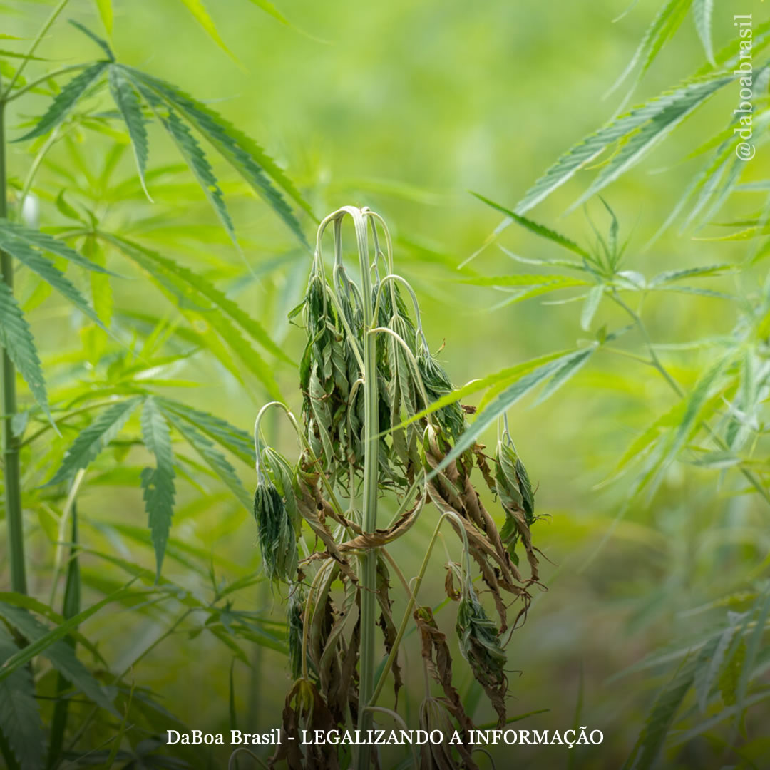 Dicas de cultivo: danos, controle e tratamento do fungo Fusarium nas plantas de maconha
