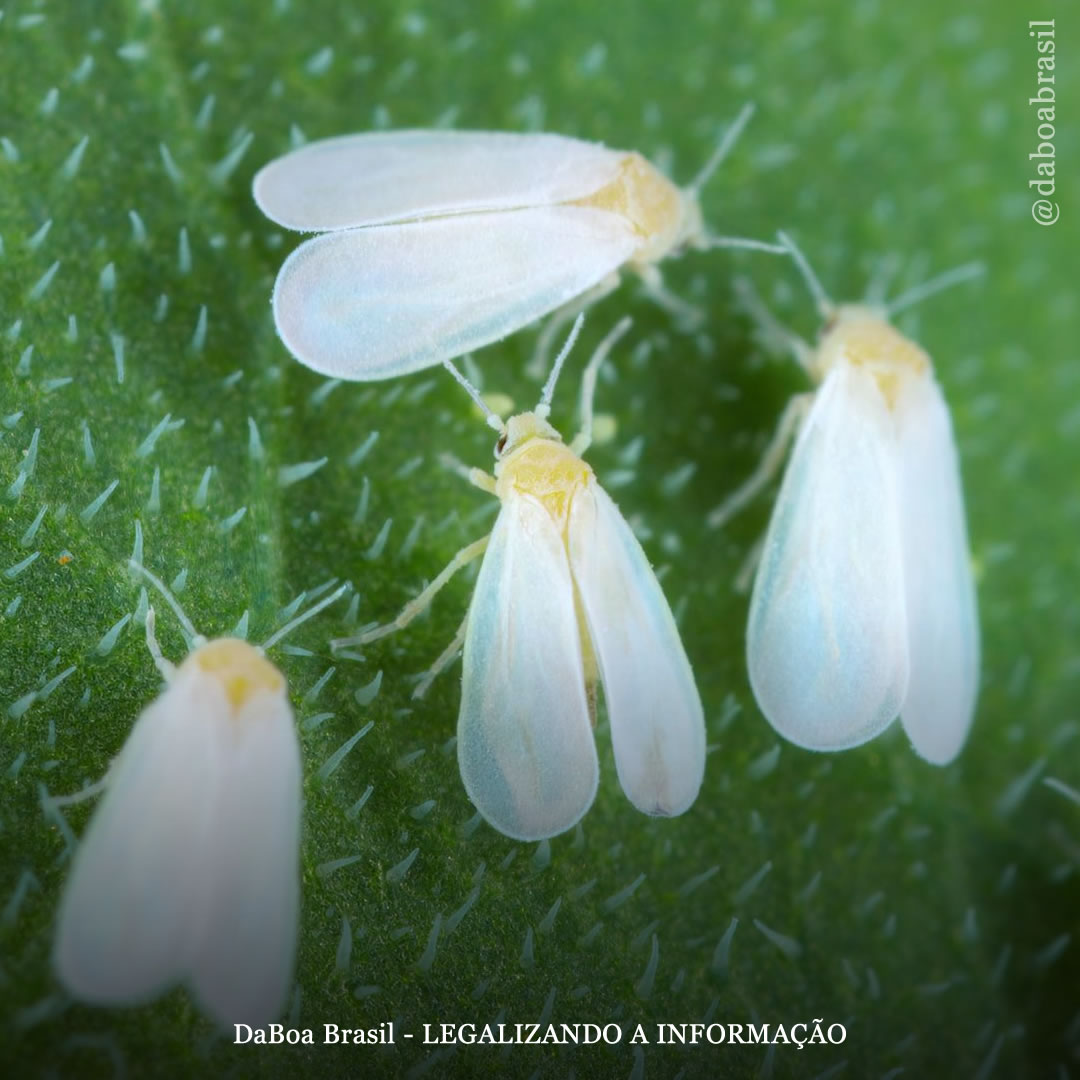 Dicas de cultivo: detecção, controle e tratamento da mosca-branca no cultivo de maconha