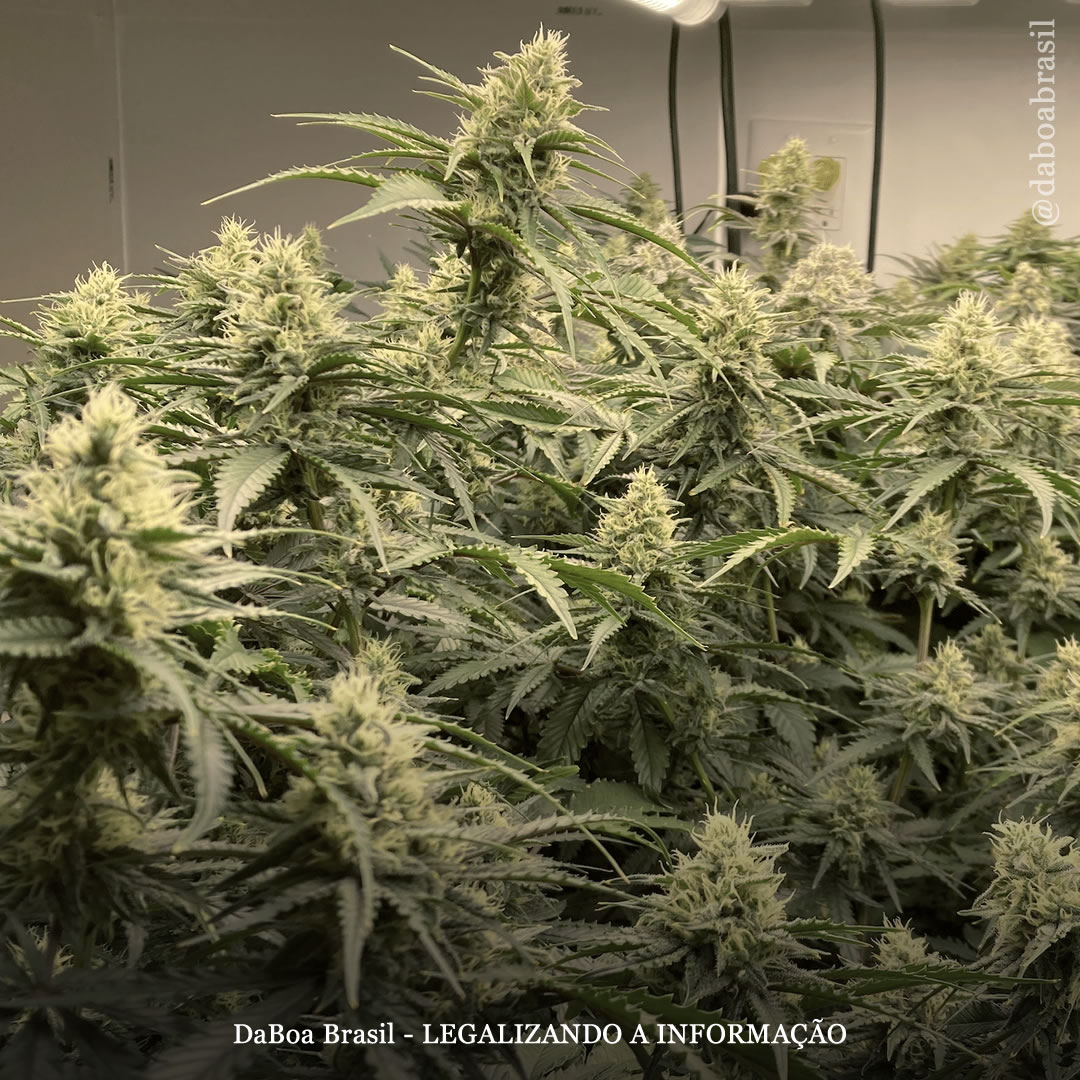 Dicas de cultivo: tipos de fertilizantes de base para cultivo de maconha