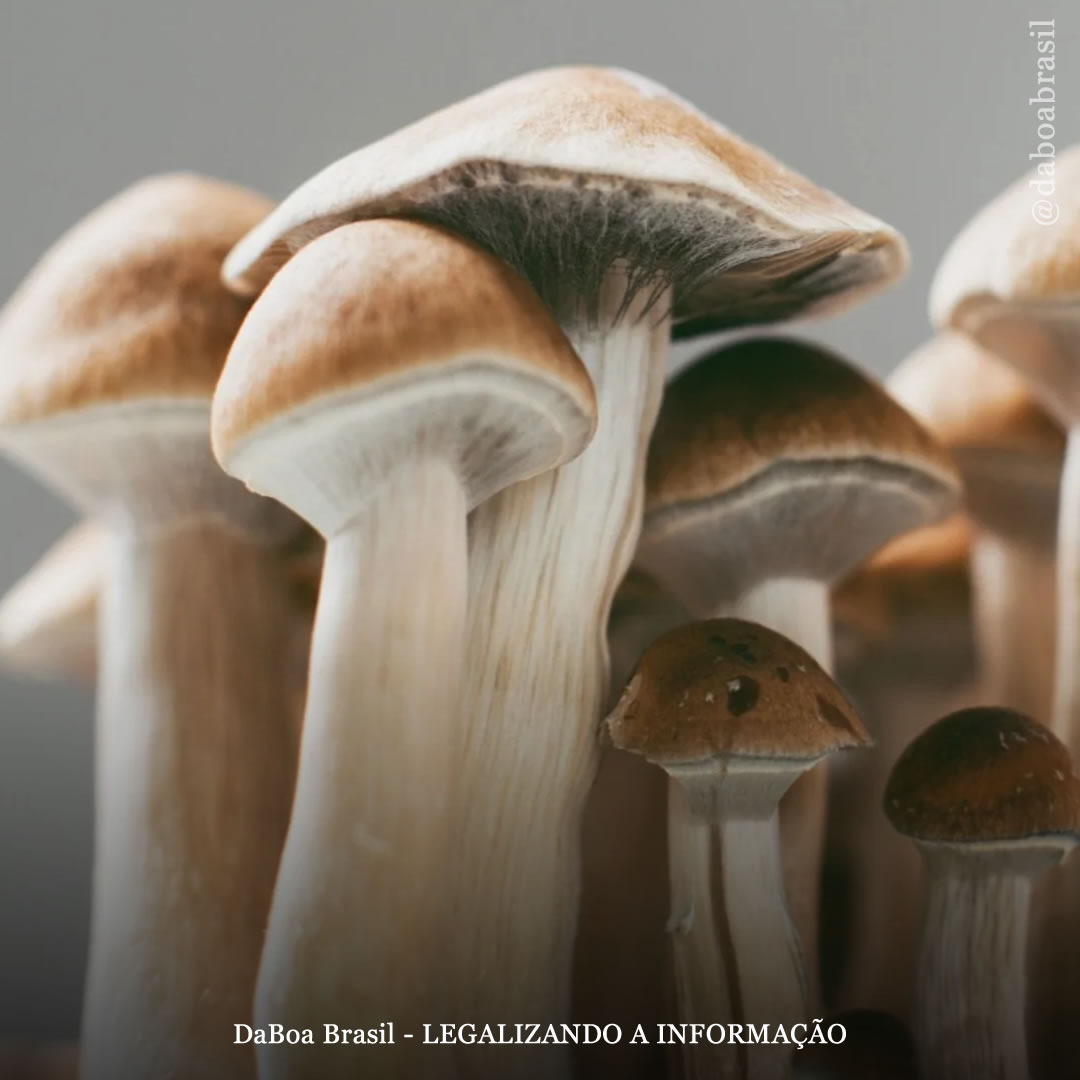 Dose única de psilocibina proporciona alívio rápido dos sintomas de TOC, descobre estudo