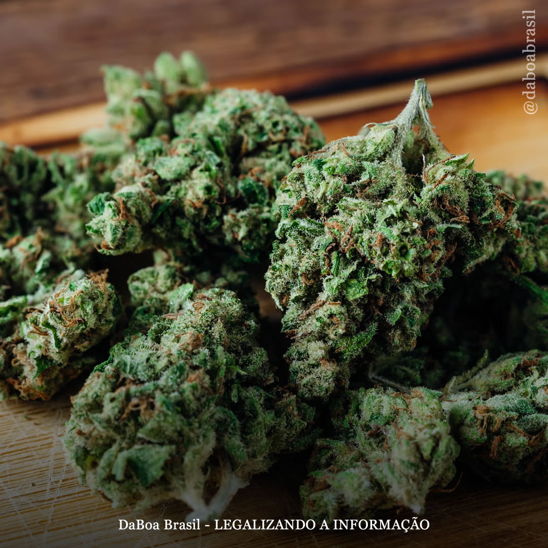 EUA: 8 em cada 10 usuários de maconha a usam como substituto de medicamentos prescritos, revela nova pesquisa