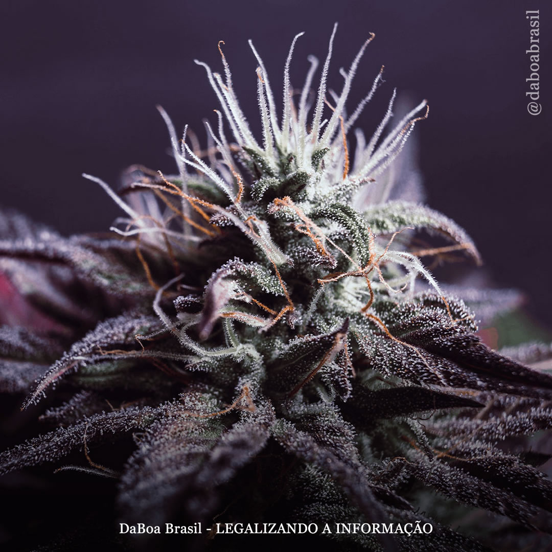 Extrato de maconha reduz a dor crônica e a dependência em medicamentos analgésicos, mostra estudo