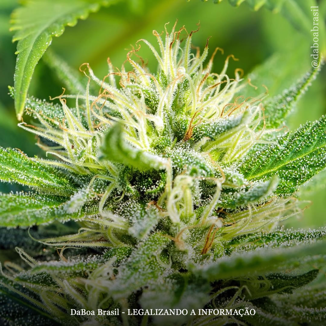 Extratos de maconha com baixo teor de THC melhoram sintomas em crianças com síndrome de Rett, diz estudo