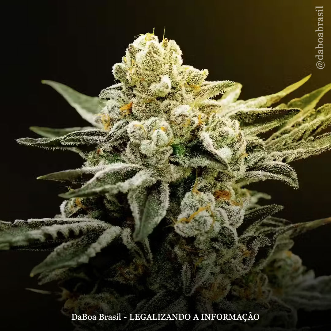 Extratos de maconha mostram-se promissores em adolescentes com síndrome de Tourette, mostra estudo piloto