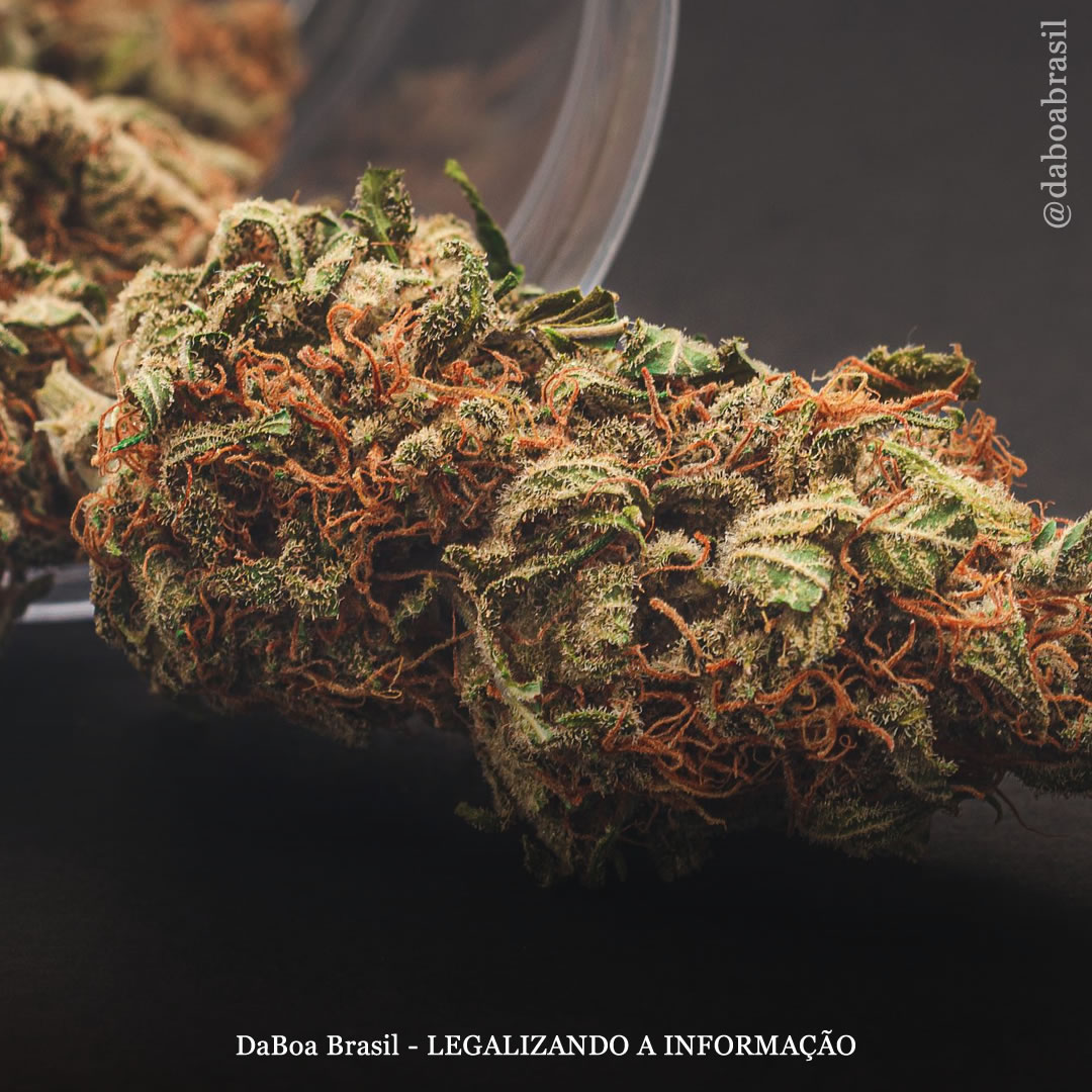 Início do uso de maconha está associado a reduções significativas na ansiedade e depressão, diz estudo