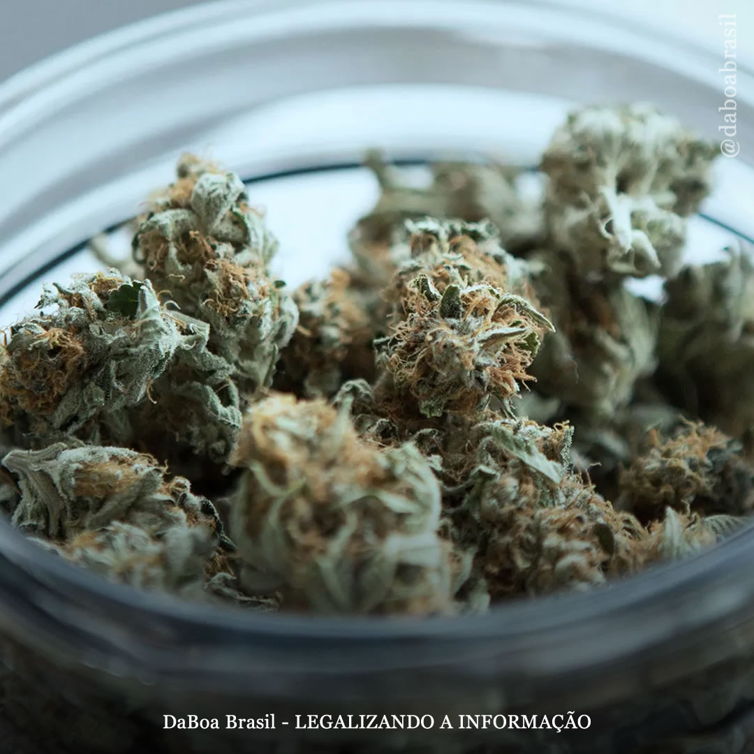 Lugares com legalização do uso adulto da maconha apresentam crescimento significativamente maior no valor dos imóveis, mostra análise