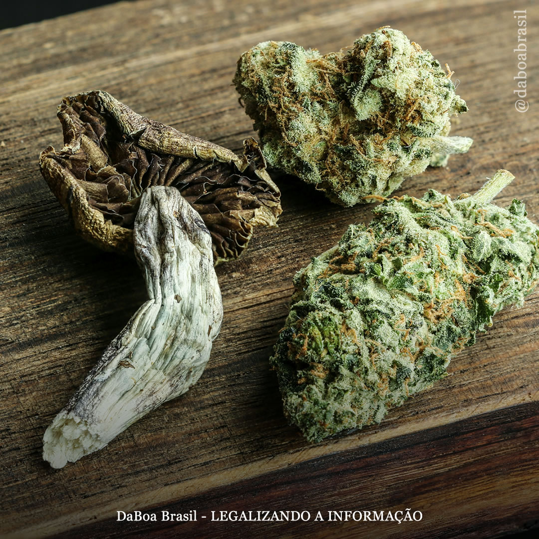 Maconha e psicodélicos são considerados os mais eficazes para o alívio dos sintomas por pacientes com transtornos alimentares