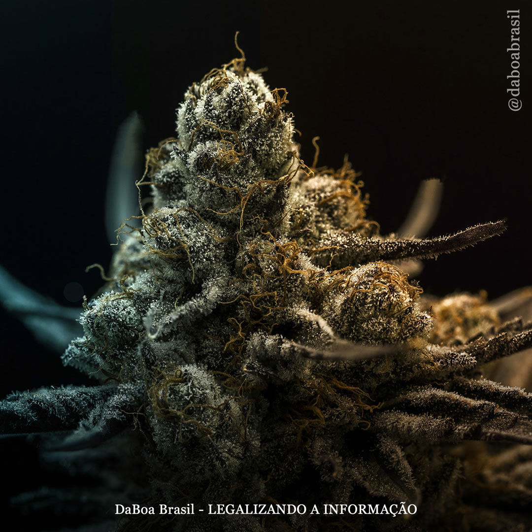 O que dá às variedades de maconha seus aromas e sabores característicos? Uma nova revisão científica esclarece