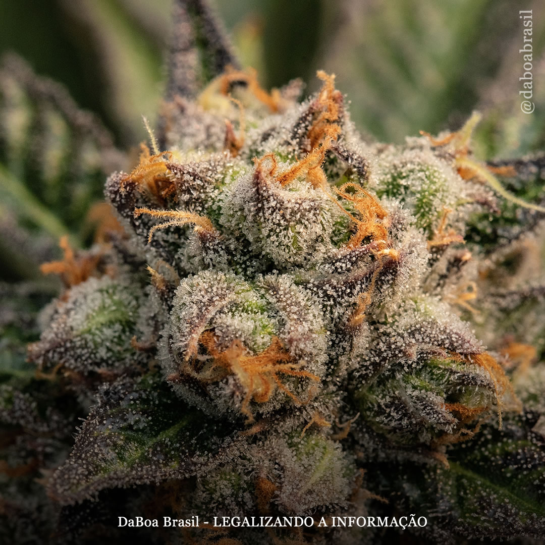 O uso de extratos de maconha alivia sintomas gastrointestinais em pacientes com fibromialgia, diz estudo