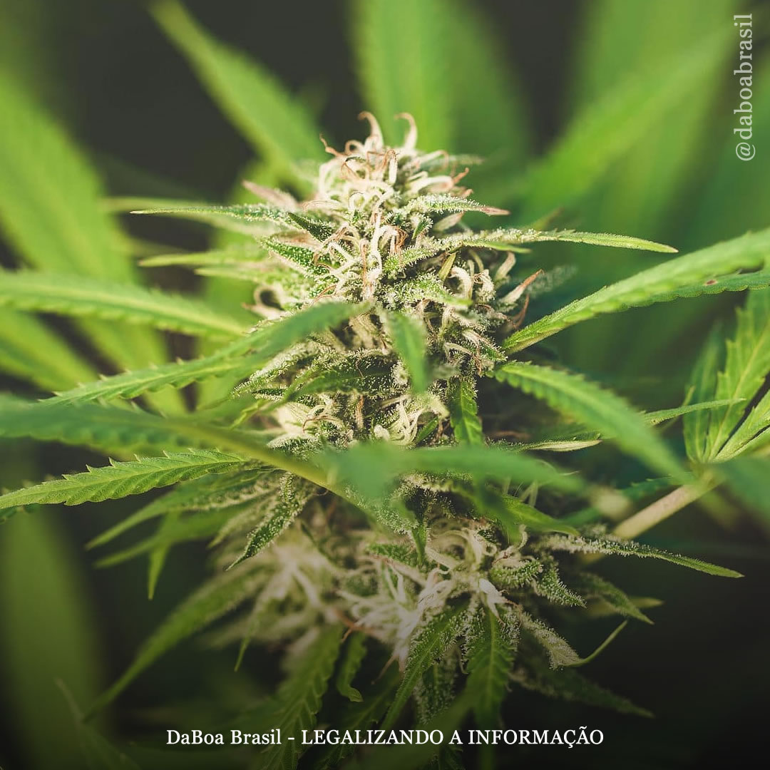 Pesquisadores afirmam terem feito a primeira detecção de canabinoides na respiração humana após o uso de comestíveis de maconha