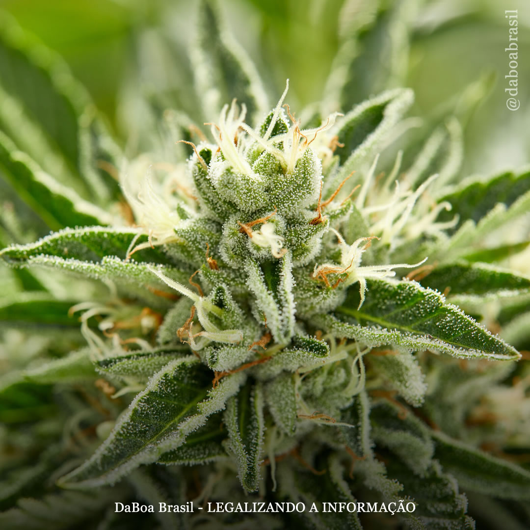 Terpenos da maconha se mostram promissores no controle da dor crônica, de acordo com nova revisão científica