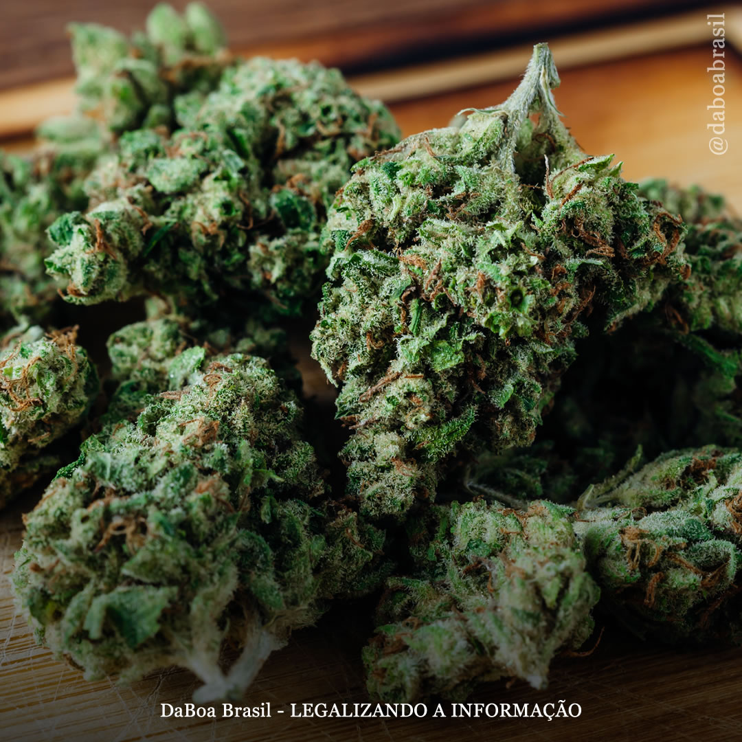 Uso de maconha associado à redução da utilização de serviços de saúde em pacientes com dor crônica, mostra análise