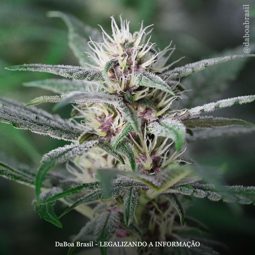 Uso de maconha por pacientes com pancreatite está associado à redução da mortalidade hospitalar e ao menor risco de câncer, mostra análise