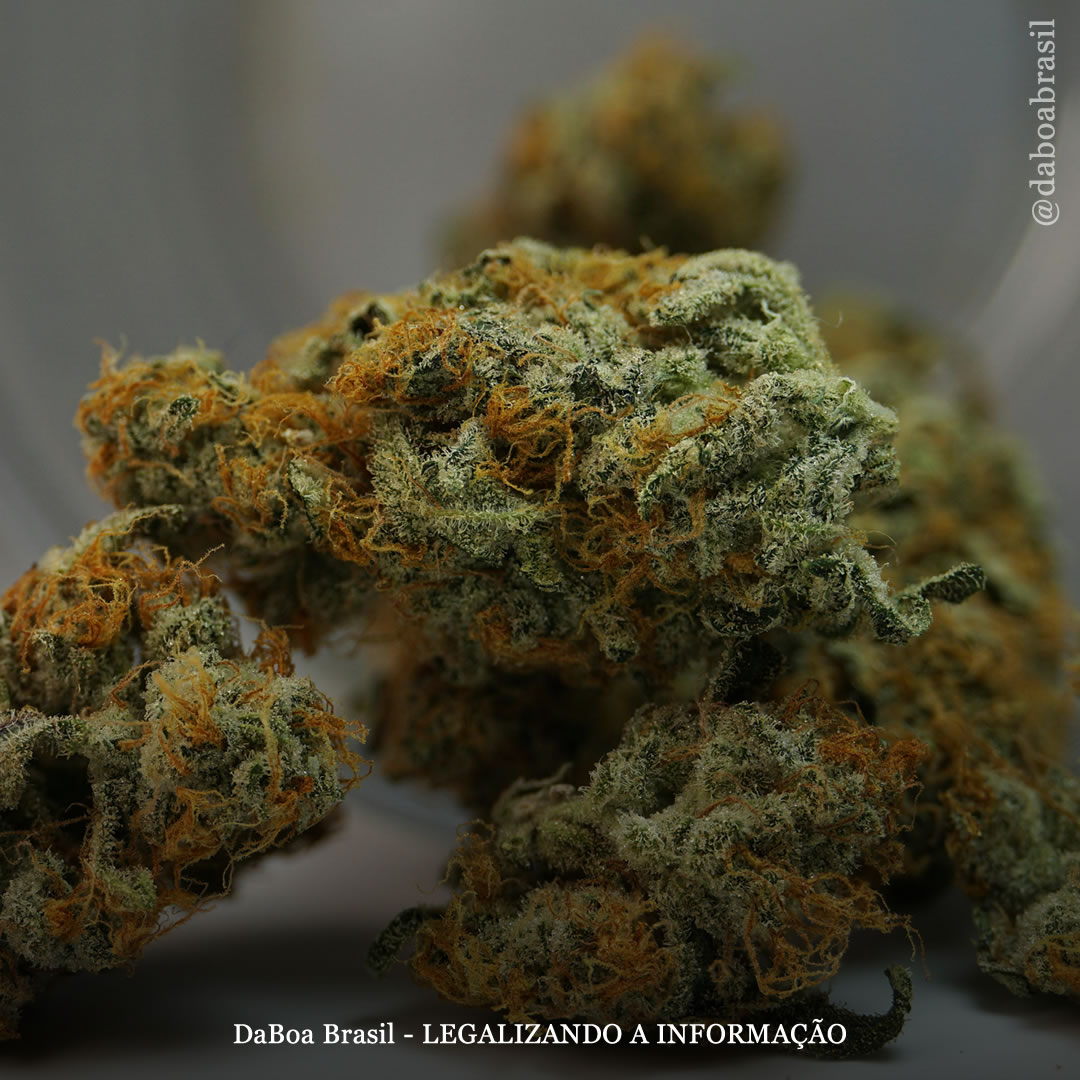 A maconha melhora o sono em pessoas com apneia, mostra pesquisa