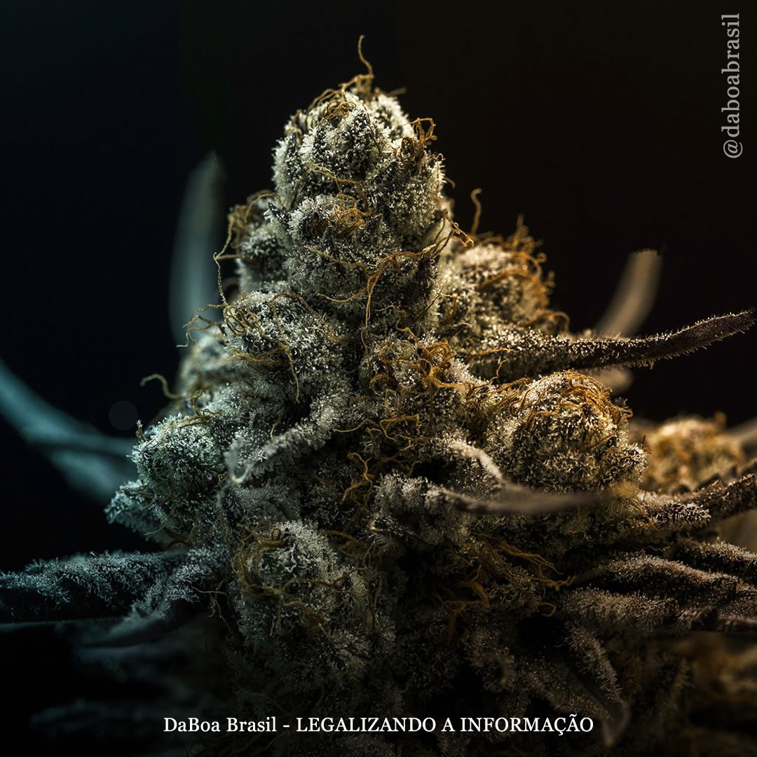 A maconha trata a dor de forma eficaz, com terpenoides sendo “mais influentes” do que o THC ou o CBD, mostra estudo