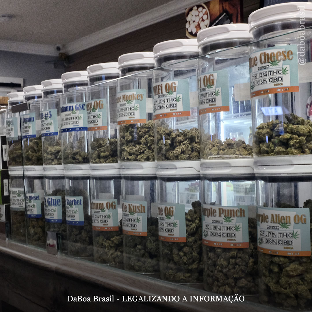 Abertura de dispensários legais de maconha está associada a uma queda drástica nas mortes relacionadas a opioides, mostra análise