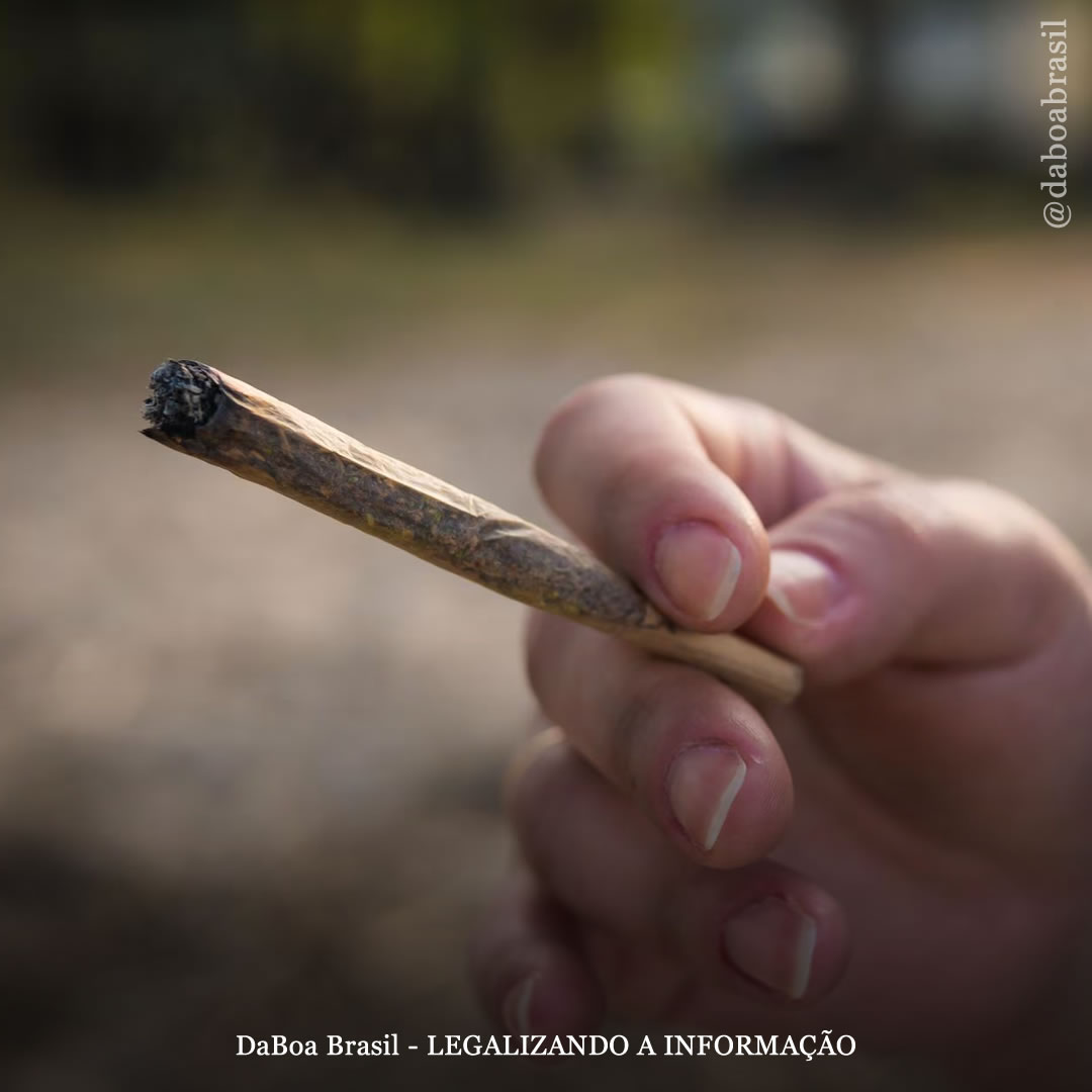 Canadá: quase oito em cada dez usuários afirmam que obtêm maconha exclusivamente de mercados legais