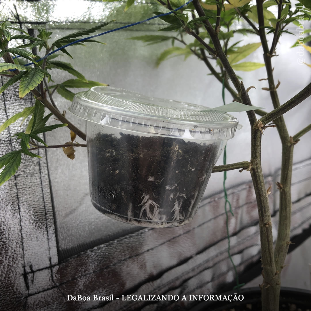 Dicas de cultivo: alporquia aérea como forma de reprodução assexuada nas plantas de maconha