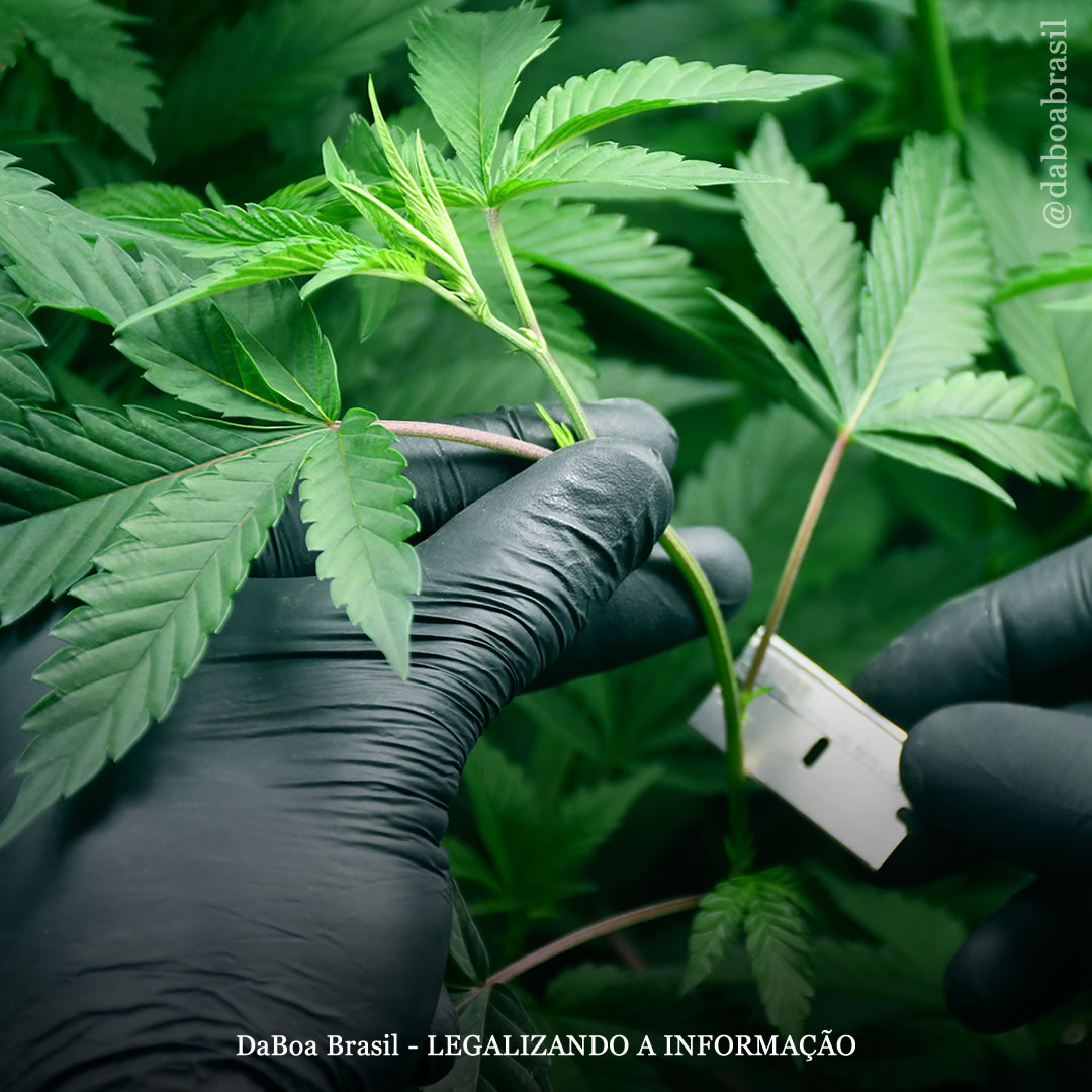 Dicas de cultivo: conselhos para manter uma planta-mãe