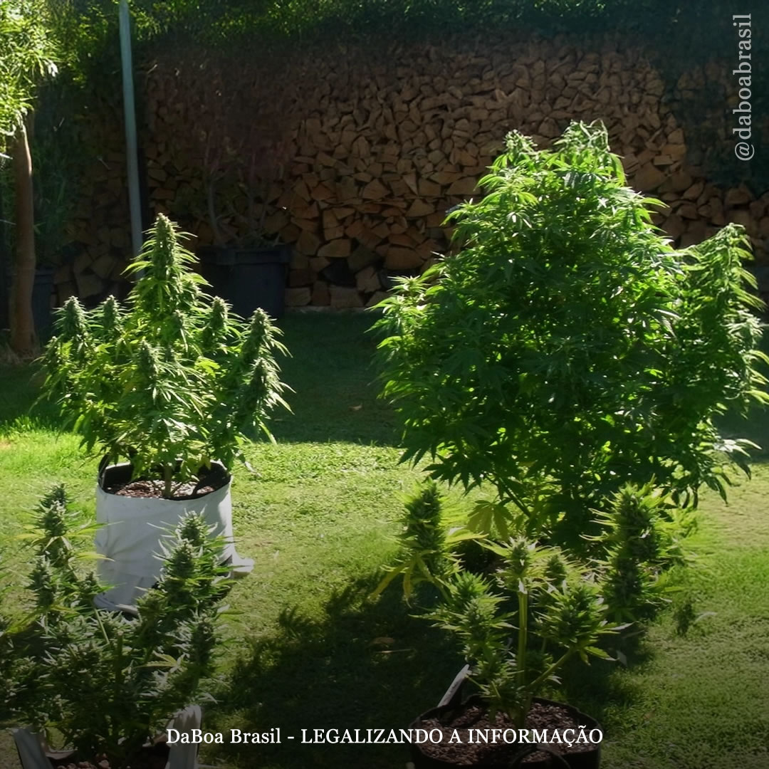 Dicas de cultivo: quanta luz as plantas de maconha ao ar livre precisam?