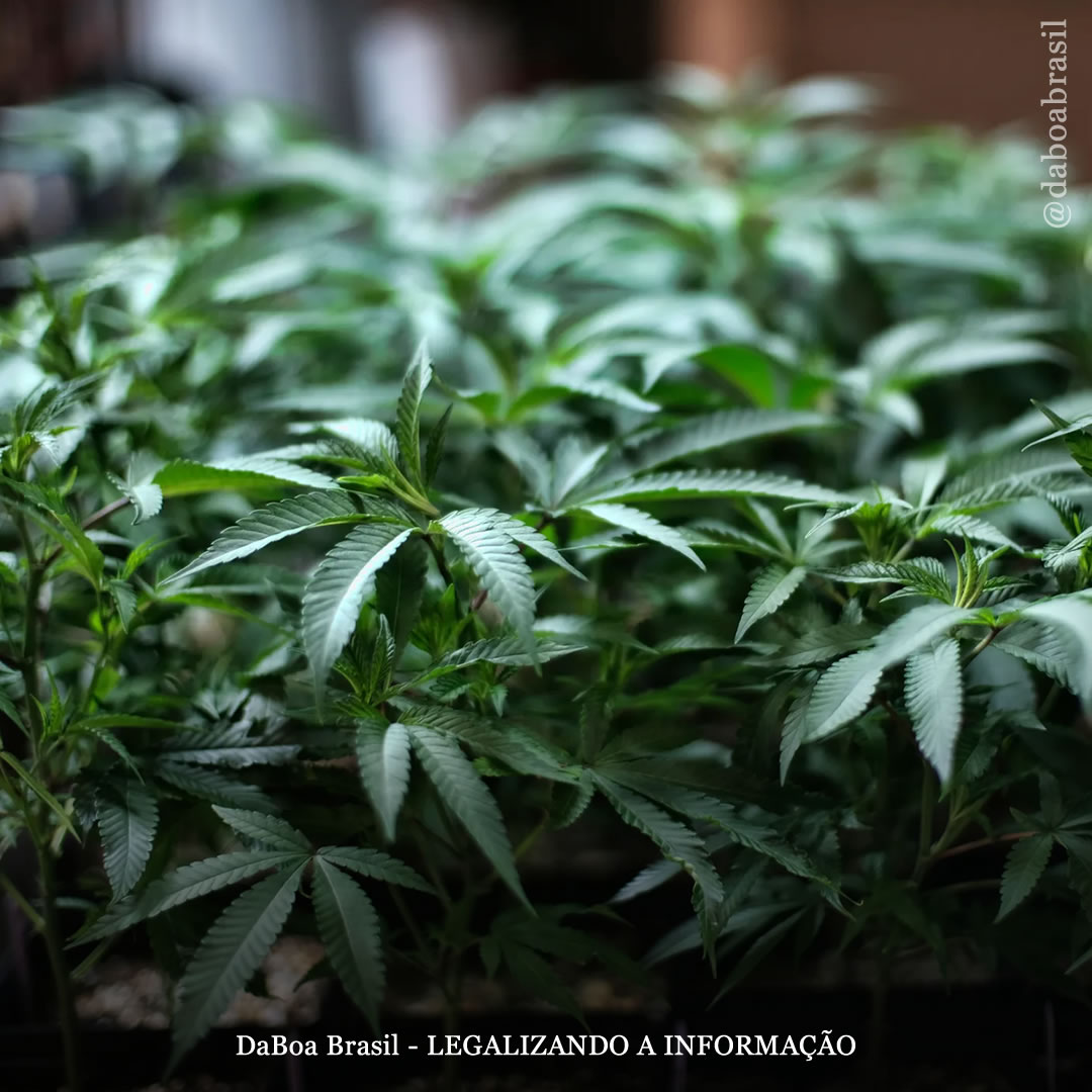 Dicas de cultivo: quantas plantas de maconha você pode cultivar por metro quadrado?