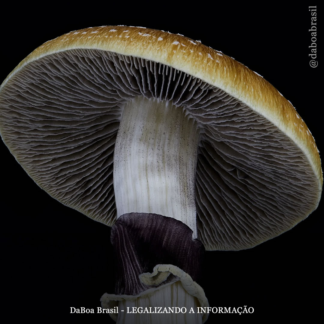 Experiências psicodélicas e meditação geram insights “altamente semelhantes” vinculados a “melhoras no bem-estar”, mostra estudo