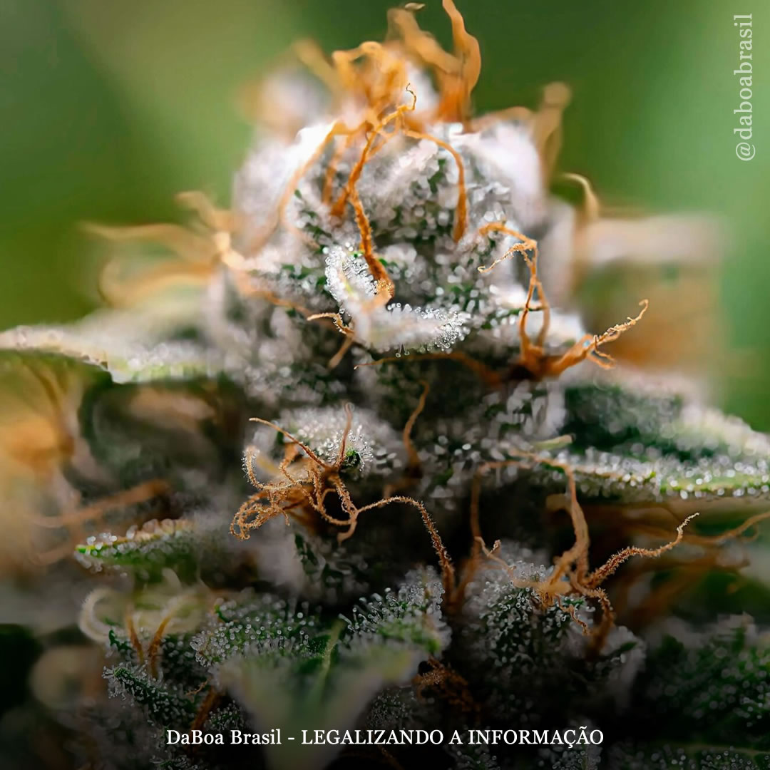 Maconha reduz significativamente o uso de opioides por pacientes com dor crônica, revela novo estudo