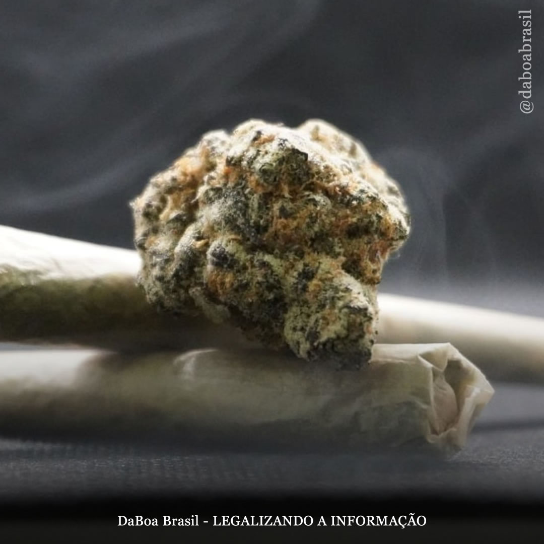 Não há mudanças no uso por adolescentes e jovens adultos em lugares que legalizaram a maconha, mostra pesquisa