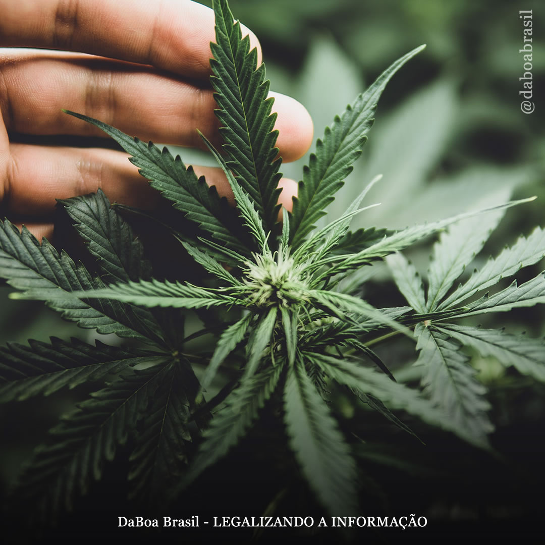 O autocultivo de maconha incentiva a jardinagem doméstica, mostra pesquisa