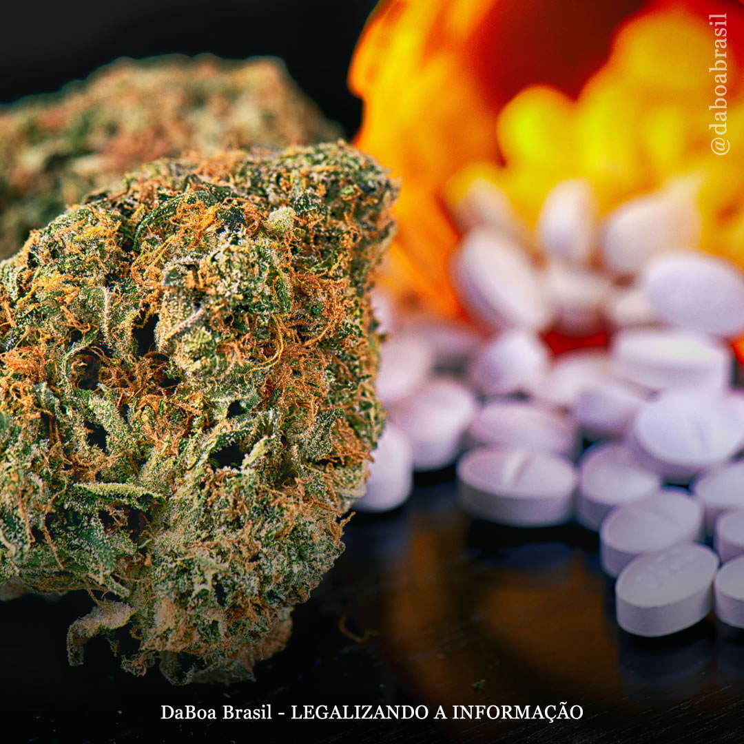 Pacientes em terapia de manutenção com opioides frequentemente usam maconha para aliviar desejos e sintomas de abstinência, mostra pesquisa