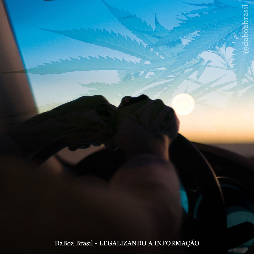 Pessoas adotam comportamentos compensatórios ao dirigir após ingestão de extratos de THC, diz estudo