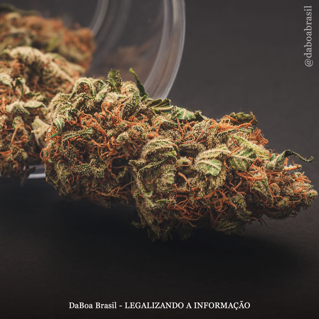 Pessoas com doença inflamatória intestinal relatam benefícios sintomáticos e diminuição da dependência de opioides após o uso de maconha, mostra pesquisa