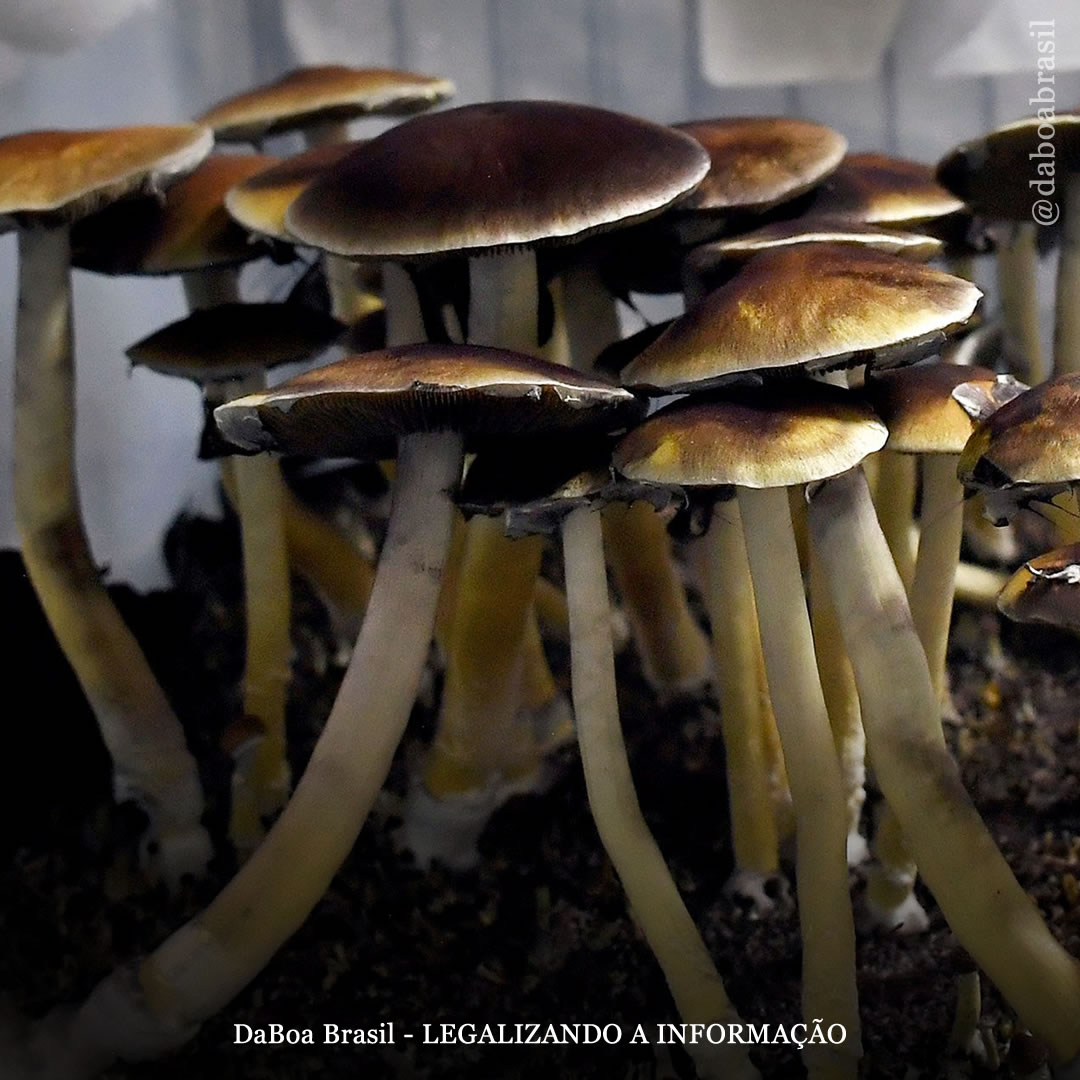 Psilocibina pode maximizar a recuperação de lesão cerebral traumática, conclui revisão científica