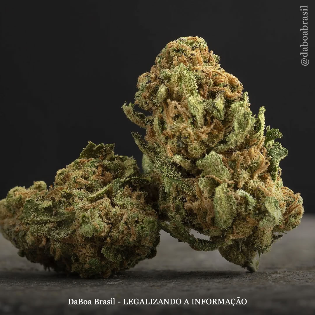 Uso de maconha não está associado a risco elevado de doença renal, mostra análise