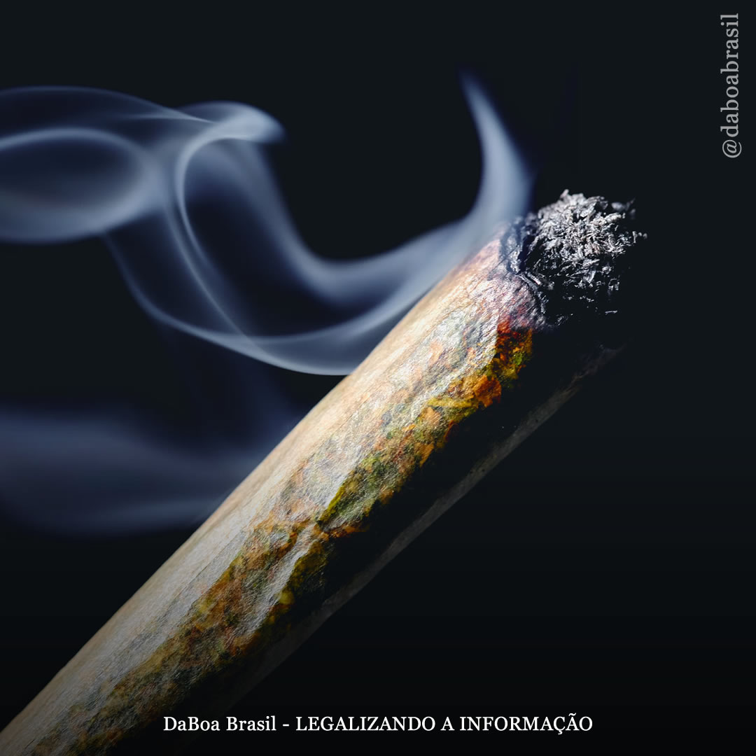 Usuários de maconha têm “capacidades cognitivas aprimoradas”, mostra estudo