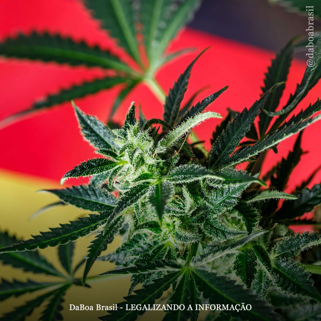 A legalização da maconha para uso adulto não aumentou os acidentes de trânsito e o consumo por jovens, mostra relatório do governo alemão