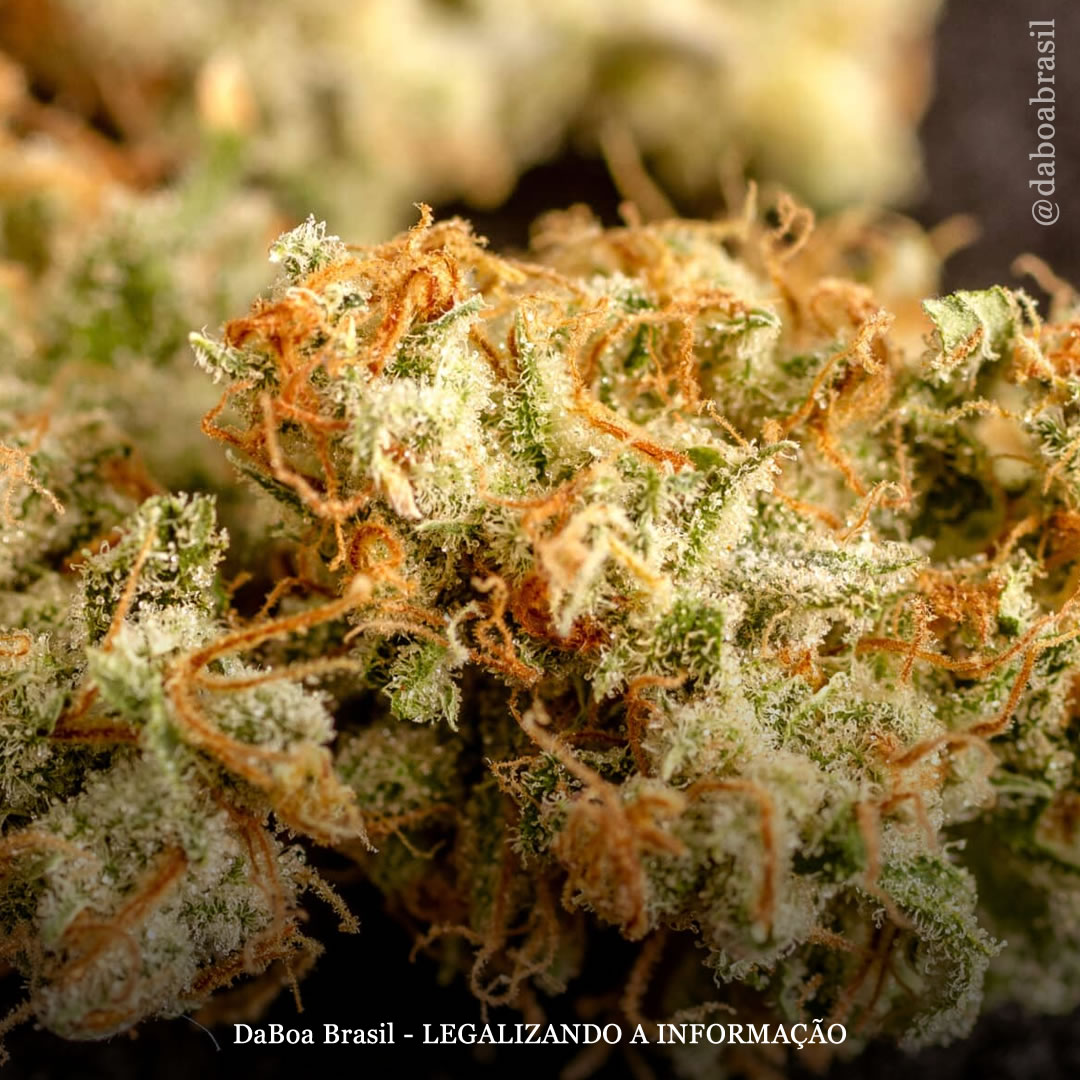 Cientistas descobrem como os terpenos e outros compostos interagem dando às variedades de maconha seus aromas distintos