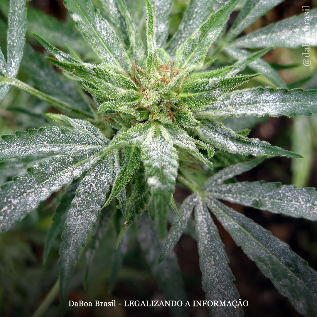 Dicas de cultivo: o uso de água oxigenada para combater o fungo oídio