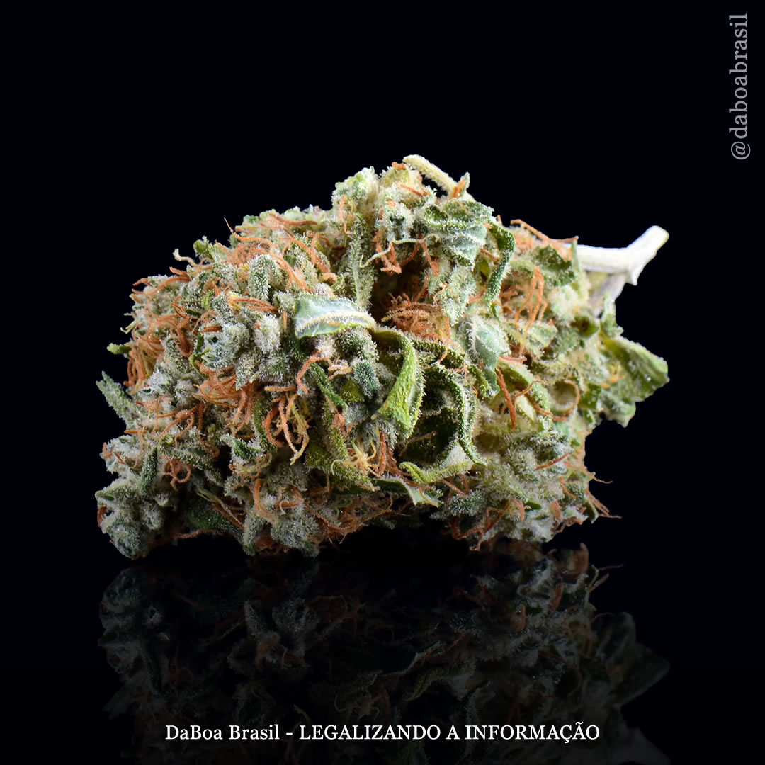 Legalização da maconha está associada à redução do uso de tabaco e anfetaminas, mostra novo estudo