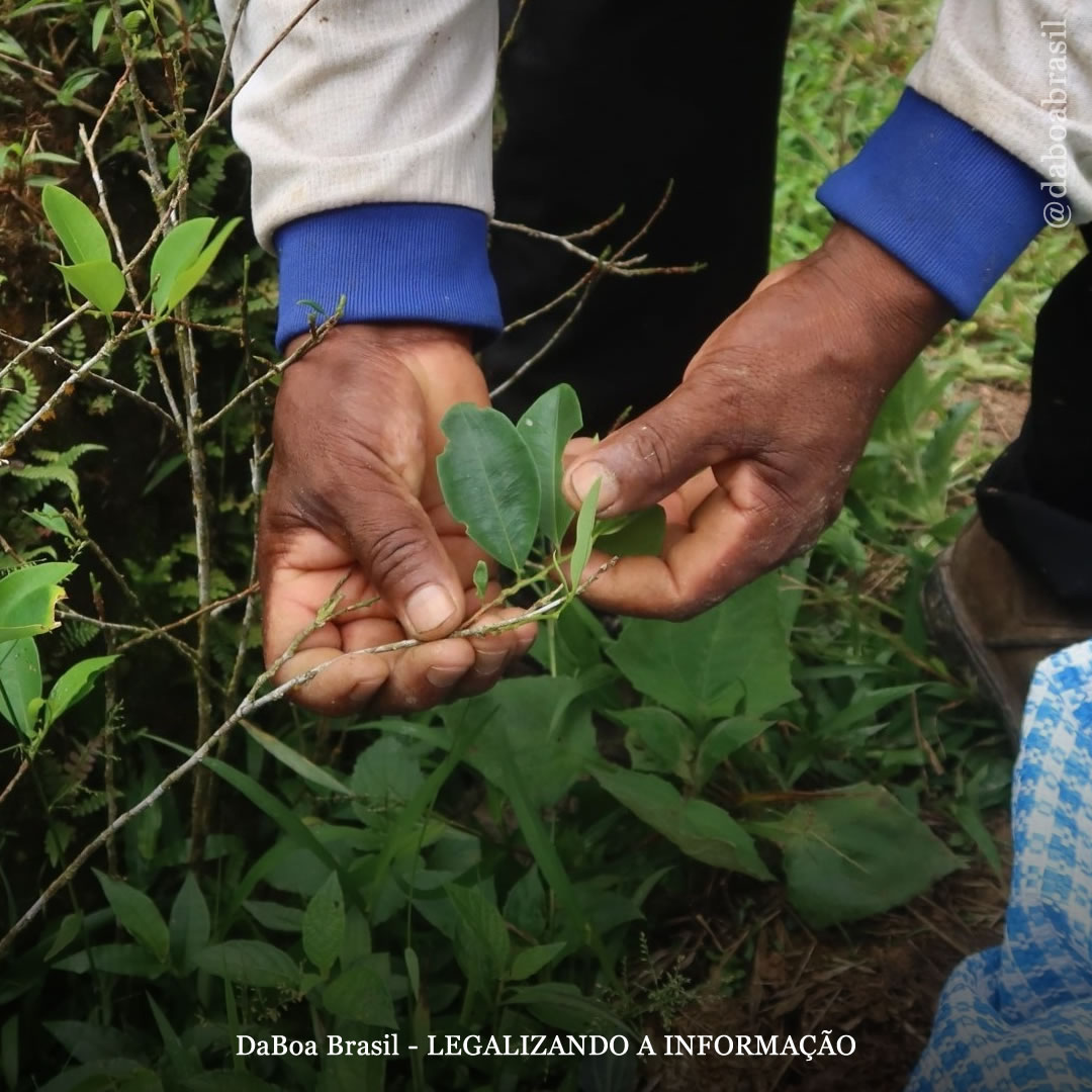 OMS incluirá a folha de coca como tema de análise em reunião do Comitê de Especialistas em Dependência de Drogas