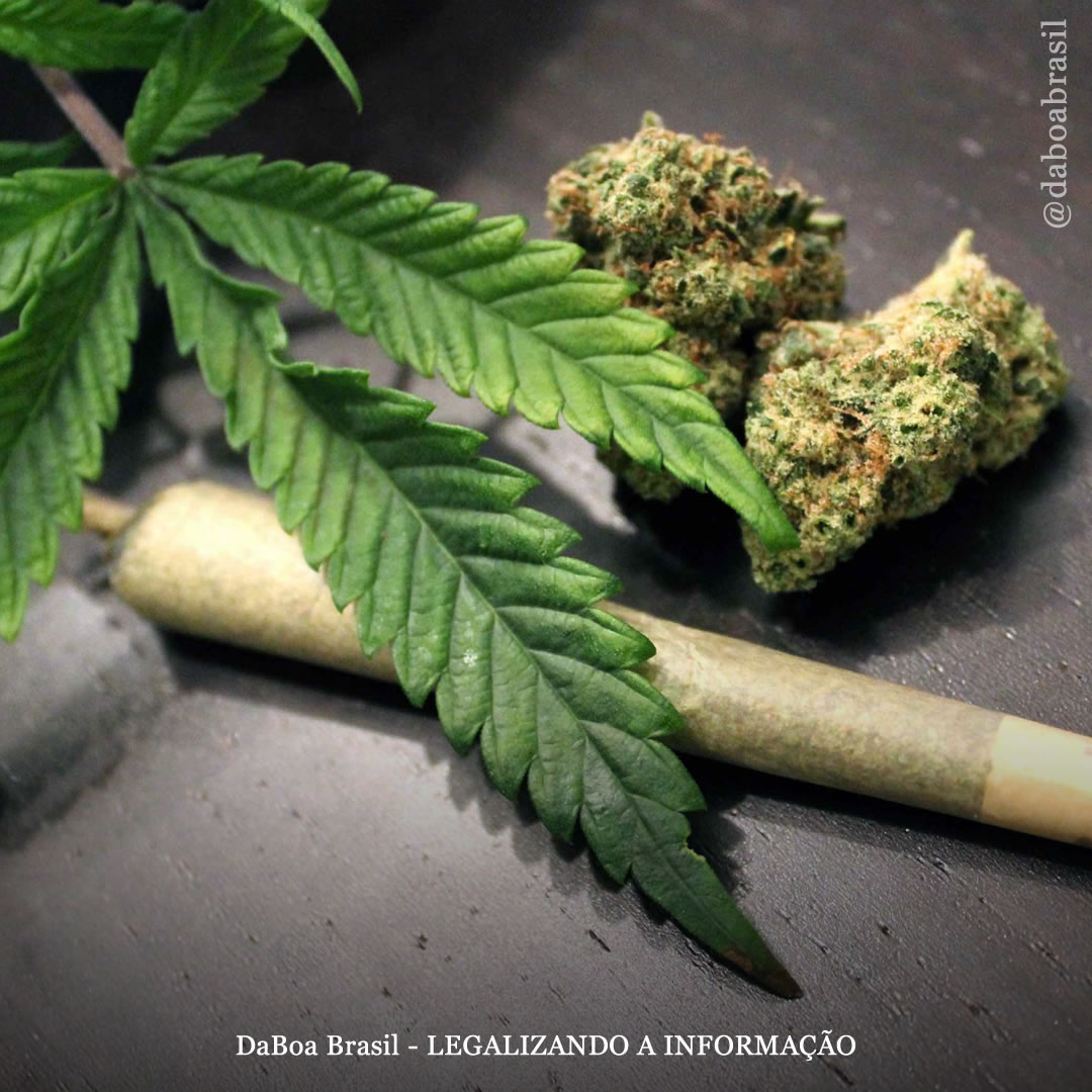 Uso de maconha não está independentemente associado ao aumento do risco de câncer de cabeça e pescoço, diz estudo