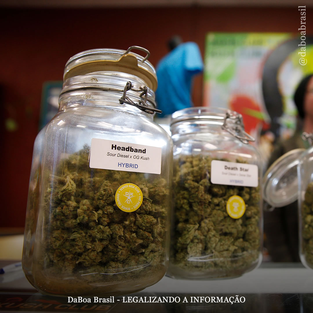 Acesso a lojas de maconha legalizadas está associado à redução do consumo excessivo de álcool, diz estudo