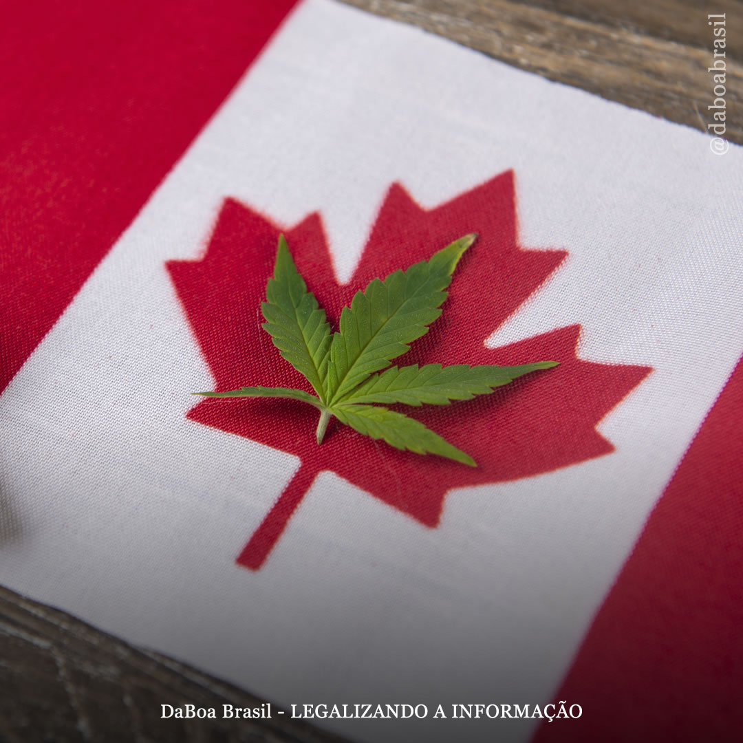 Canadá: a maioria das pessoas considera a maconha “importante” para a economia do país, enquanto o consumo da planta se iguala ao de tabaco, revela pesquisa