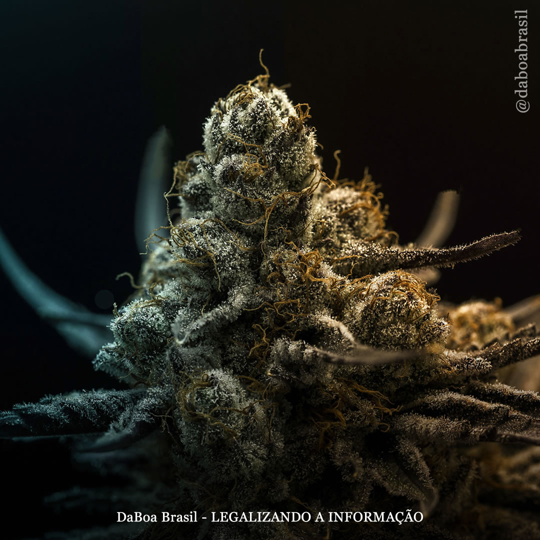 Cientistas descobrem novo composto da maconha com “notáveis benefícios antioxidantes e anti-inflamatórios para a pele”