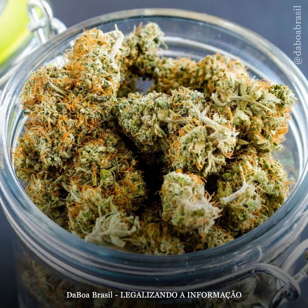 Crimes relacionados à maconha caem na Alemanha após a legalização do uso adulto