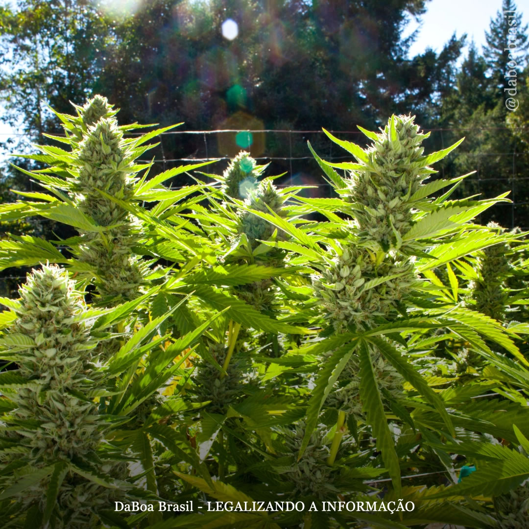 Dicas de cultivo: guia de cultivo de maconha na América do Sul e Central