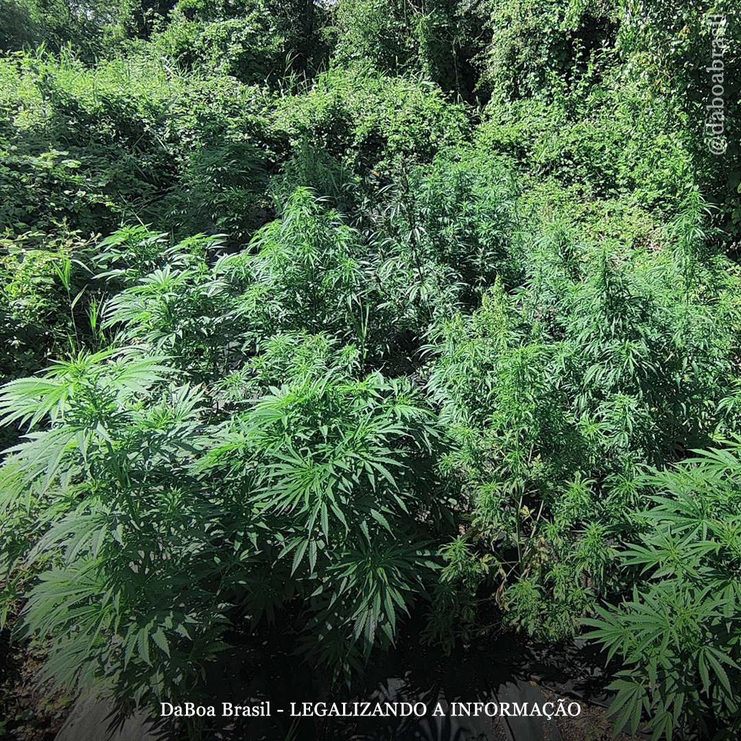 Dicas de cultivo: técnica de guerrilha, como cultivar maconha ao ar livre de forma discreta