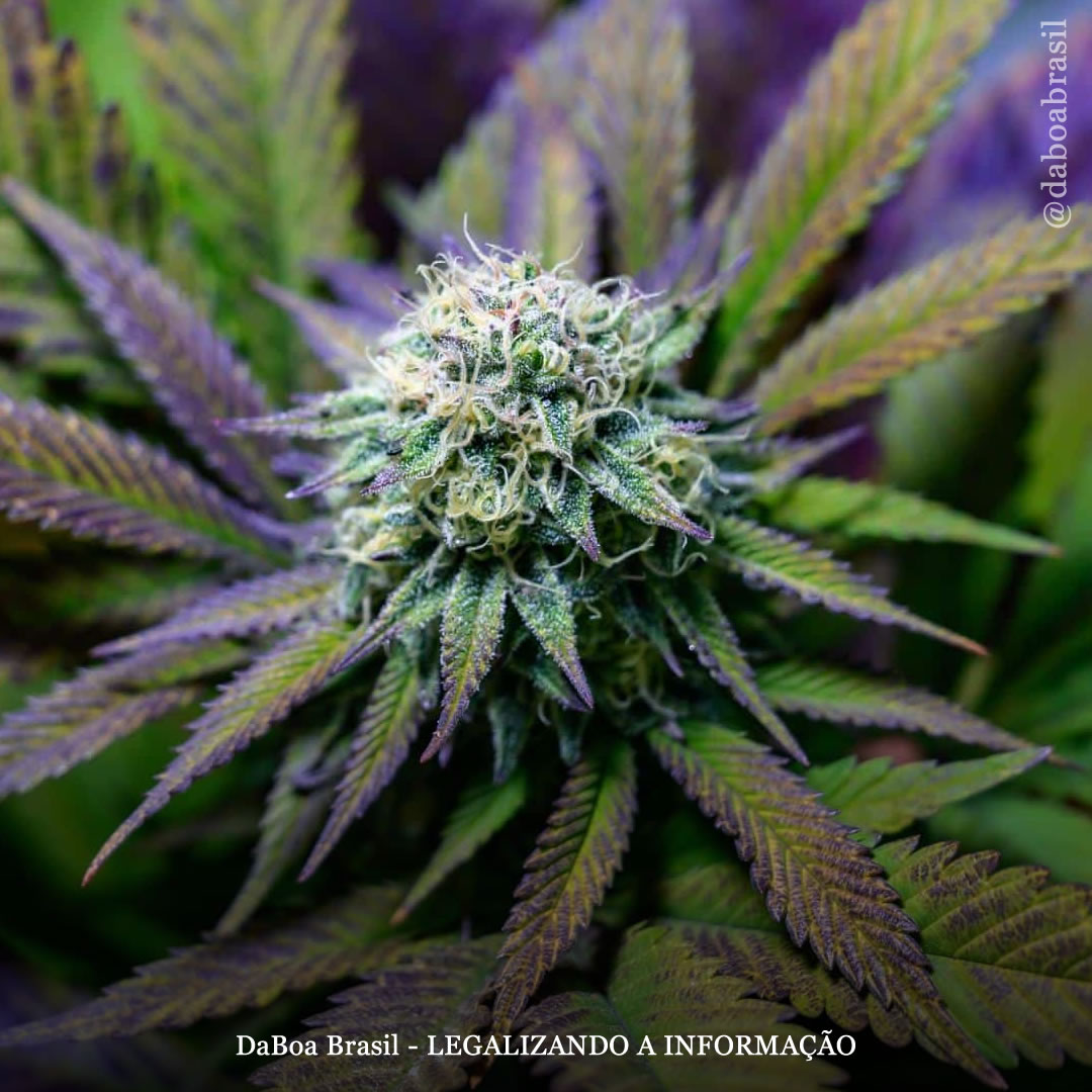 Extrato de maconha proporciona alívio sustentado para pacientes com dor lombar crônica, mostra ensaio clínico